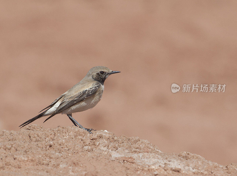 Desert Wheatear female, Oenanthe deserti